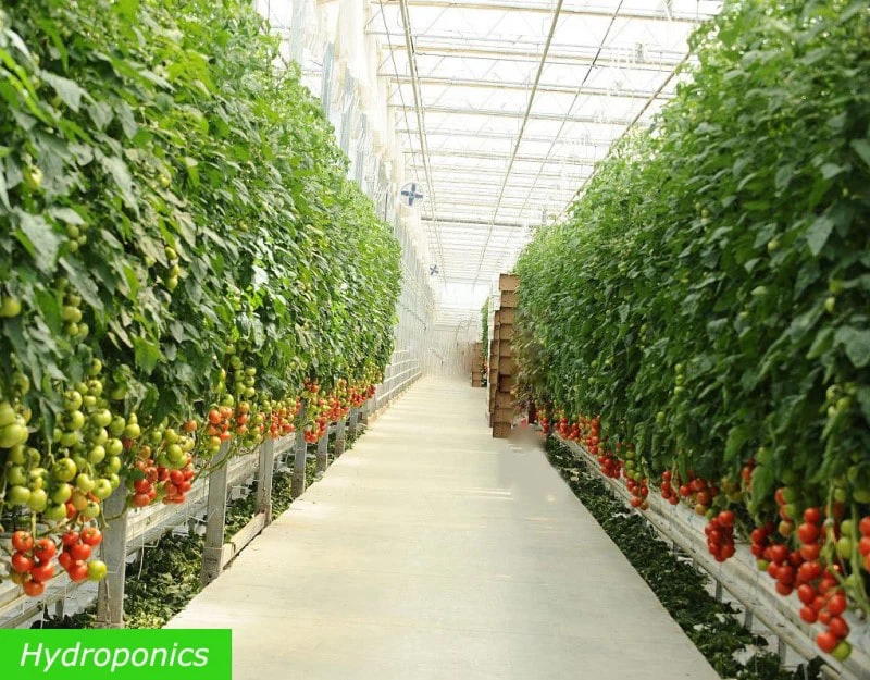 Tomato-Hydroponics